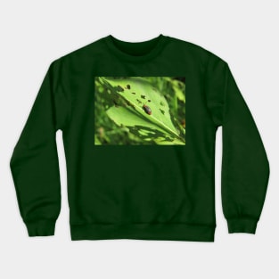 Pigweed Flea Beetle Crewneck Sweatshirt